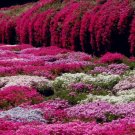 500Pcs Purple Rock Cress Seeds Garden Ground Cover Perennial Flower Decor Sanwo