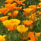 Beautiful California Poppy Seeds 200 SEEDS --BUY 4 ITEMS FREE SHIPPING