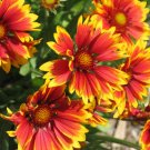 Blanket Flower 65 + seeds (Gaillardia Aristata) + Free gift with purchase