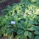Kale, Dwarf Blue Curled, 100 seeds