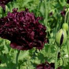 Poppy- Double Black- 500 seeds