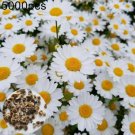 JI_ 5000Pcs Shasta Daisy' Seeds Perennial Flower Home Garden Bonsai Ornamental