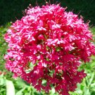 JUPITER'S BEARD - RED VALERIAN - Centranthus ruber - 120 seeds - Flower