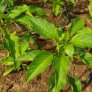 HATCH MILD PEPPER SEEDS 10 seeds  FREE SHIPPING!