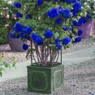 Home 300Pcs Blue Climbing Rose Seeds Flower Perennial Garden Fence Decor Rose