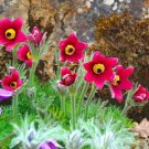 PASQUE FLOWER RED - 70 seeds - Anemone Pulsatilla - ROCKERY PERENNIAL FLOWER