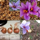 8Pcs Saffron Bulbs Crocus Sativus Flower Seeds Easy to Grow Garden Plant