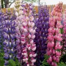 50 RUSSELL LUPINE FLOWER SEEDS 2019 (NON-GMO FREE SHIPPING!)