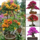 100pcs Bougainvillea Plant Seeds Spectabilis Bonsai Seeds Color Be Mixed Fl HOT