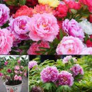 50Pcs Mixed Color Double Peony Seeds Plant Balcony Garden Bonsai Flower Decor