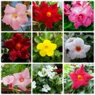 100 Mandevilla Sanderi Seeds 5 Kinds Dipladenia Bonsai Colorful Room Flower