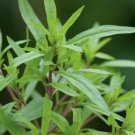 500 SUMMER SAVORY Herb Flower Seeds-Non GMO-Organic-Open Pollinated