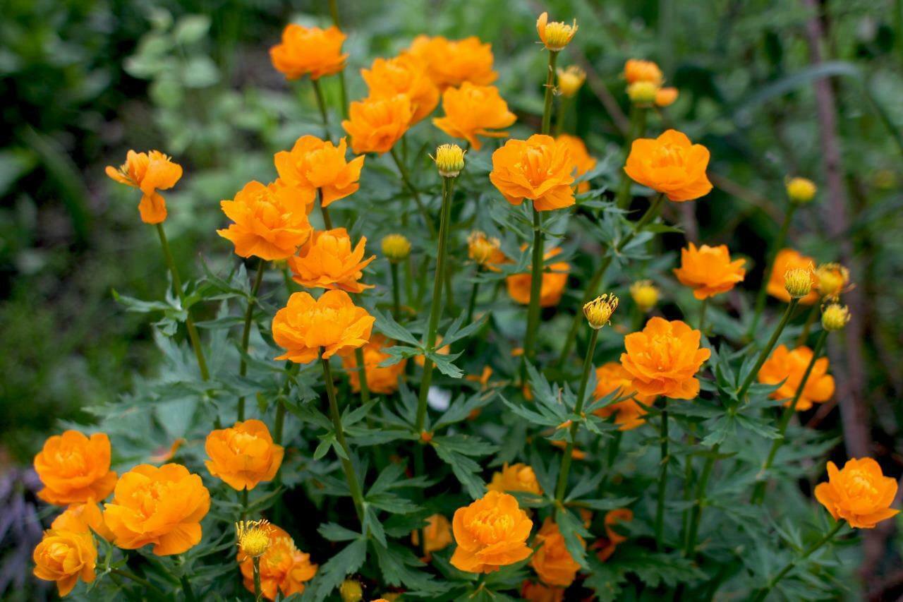 Trollius 30 Seeds, Globe Flower