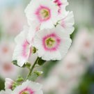 25 White Pink Hollyhock Seeds Perennial Giant Flower Seed Bloom Flowers 820