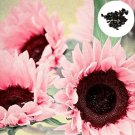 15 Seeds Rare Pink Sunflower Helianthus Flower Seed Garden Plant Home Decor