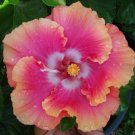 20 Pink Orange Hibiscus Seeds Perennial Seed Flower Exotic Flower Hardy Seed 304