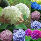 30Pcs Beautiful Garden Potted Blue Hydrangea Flower Seed Flower Plant Rare Seeds