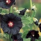 25 Black Hollyhock Seeds Perennial Giant Flower Garden Seed Flowers Bloom 321