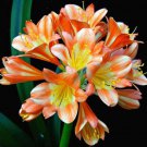 100 Seeds Rare Clivia Flower Seed Outdoor Garden Ornamental Plant Potted Bonsai