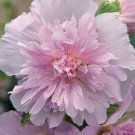 25 Double Light Pink Hollyhock Seeds Perennial Giant Flower Seed Flowers 824
