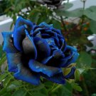 50Pcs Rare Blue-Black Rose Flower Seeds Home Garden Perennial Bonsai Plant Decor