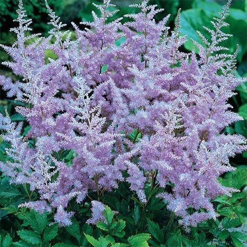 50 Light Purple Astilbe Seeds Bunter Shade Perennial Garden Flower Chinensis 722