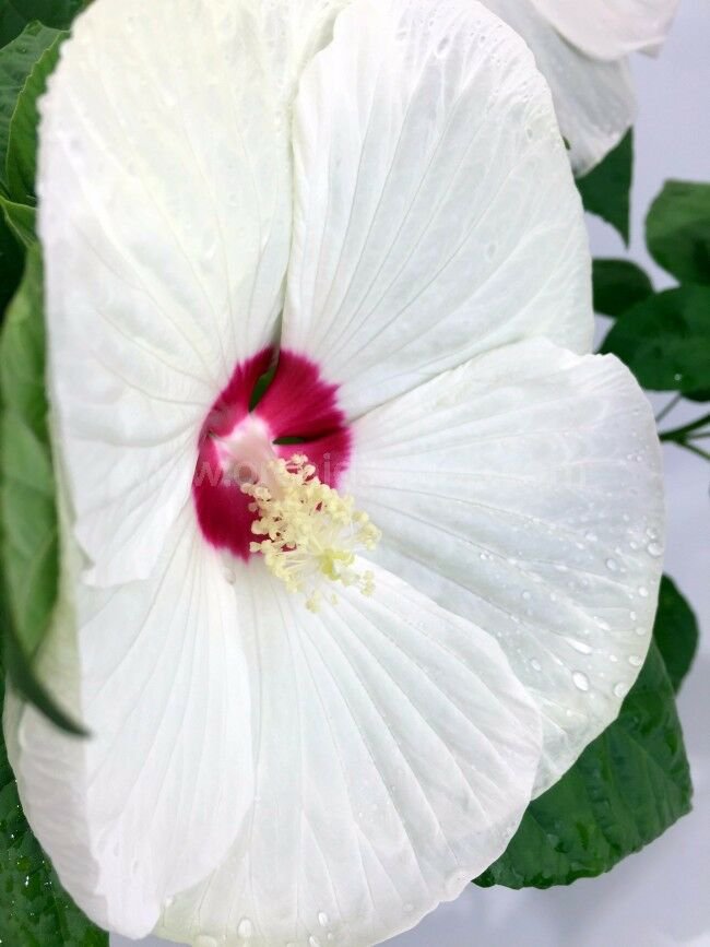 50 Hardy Hibiscus Luna White Perennial Rose Mallow Flower Seeds 2451