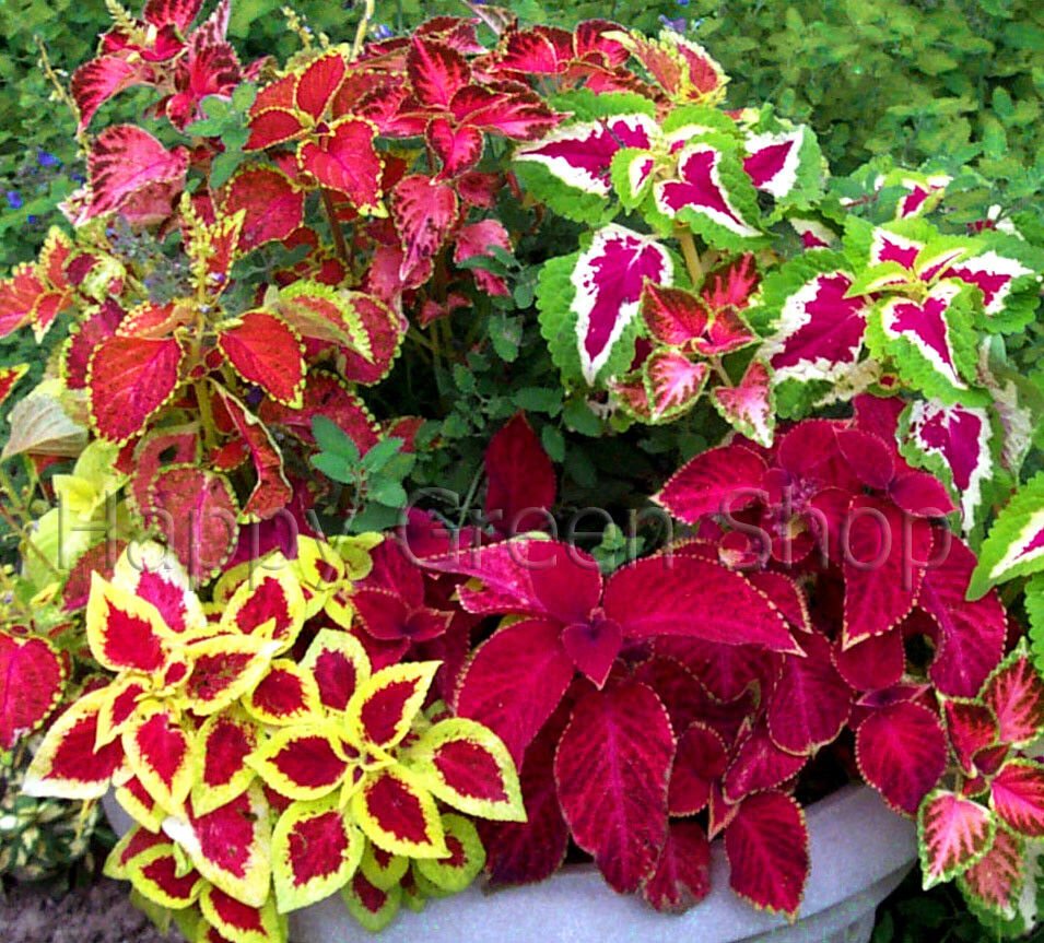 COLEUS BLUMEI EVEREST FORMULA MIX 130 SEEDS EXOTIC PLANT SEEDS