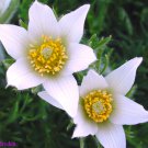 PASQUE FLOWER ALBA - Pulsatilla vulgaris - 80 seeds - PERENNIAL ALPINE FLOWER
