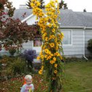 sunflower, MAXIMILIAN, PERENNIAL, sun flower yellow 45 seeds! GroCo* buy US USA