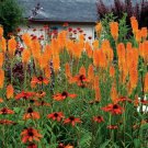 25 Bright Orange Hot Poker Seeds Torch Lily Flower Kniphofia Perennial Seed 948