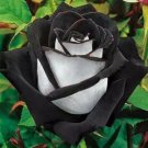 Rare 200 Pcs Black&White Rose Flower Seeds Home Garden Deko E9J Plant T De U7L2