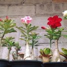 200Pcs Adenium Desert Rose Flower Seeds Gardening Plant Perennials