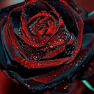 10 PCS True Blood Charming Rose Bush Seeds Rare Lover Seed Garden Beauty