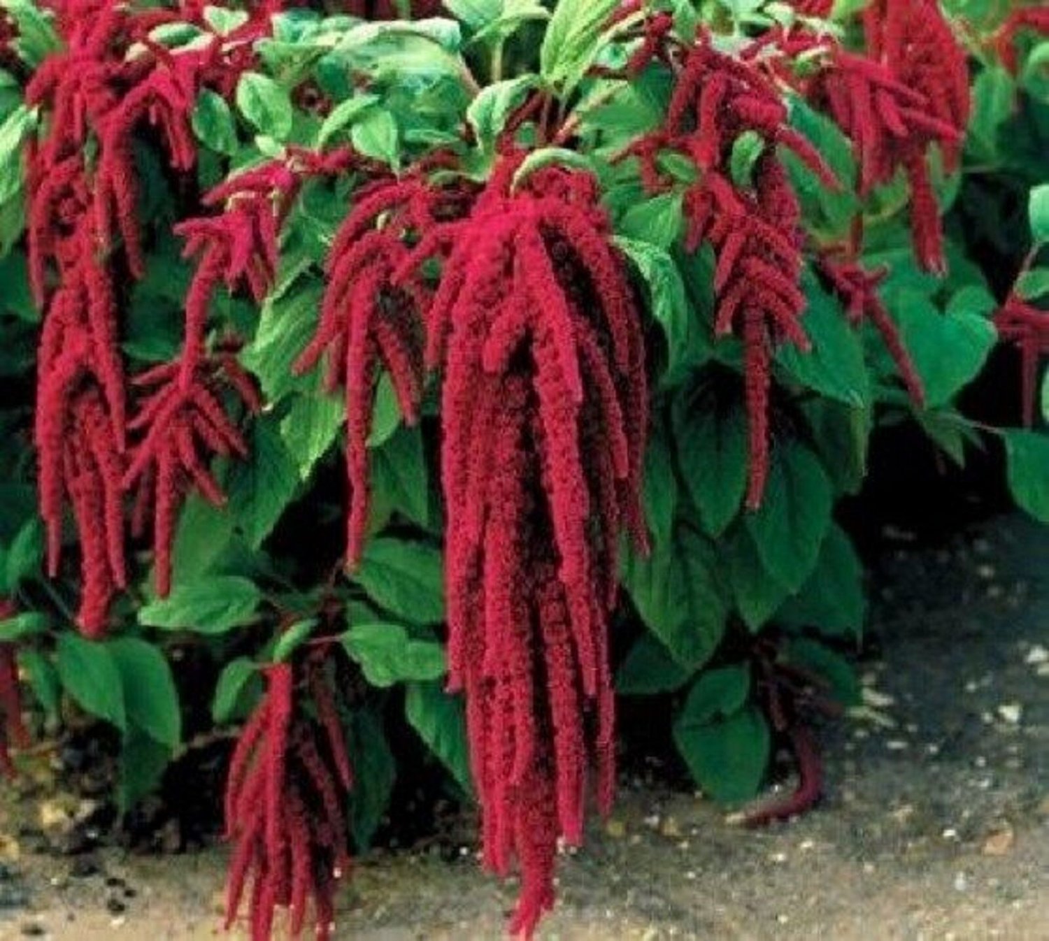 Амарант хвостатый (Amaranthus caudatus)