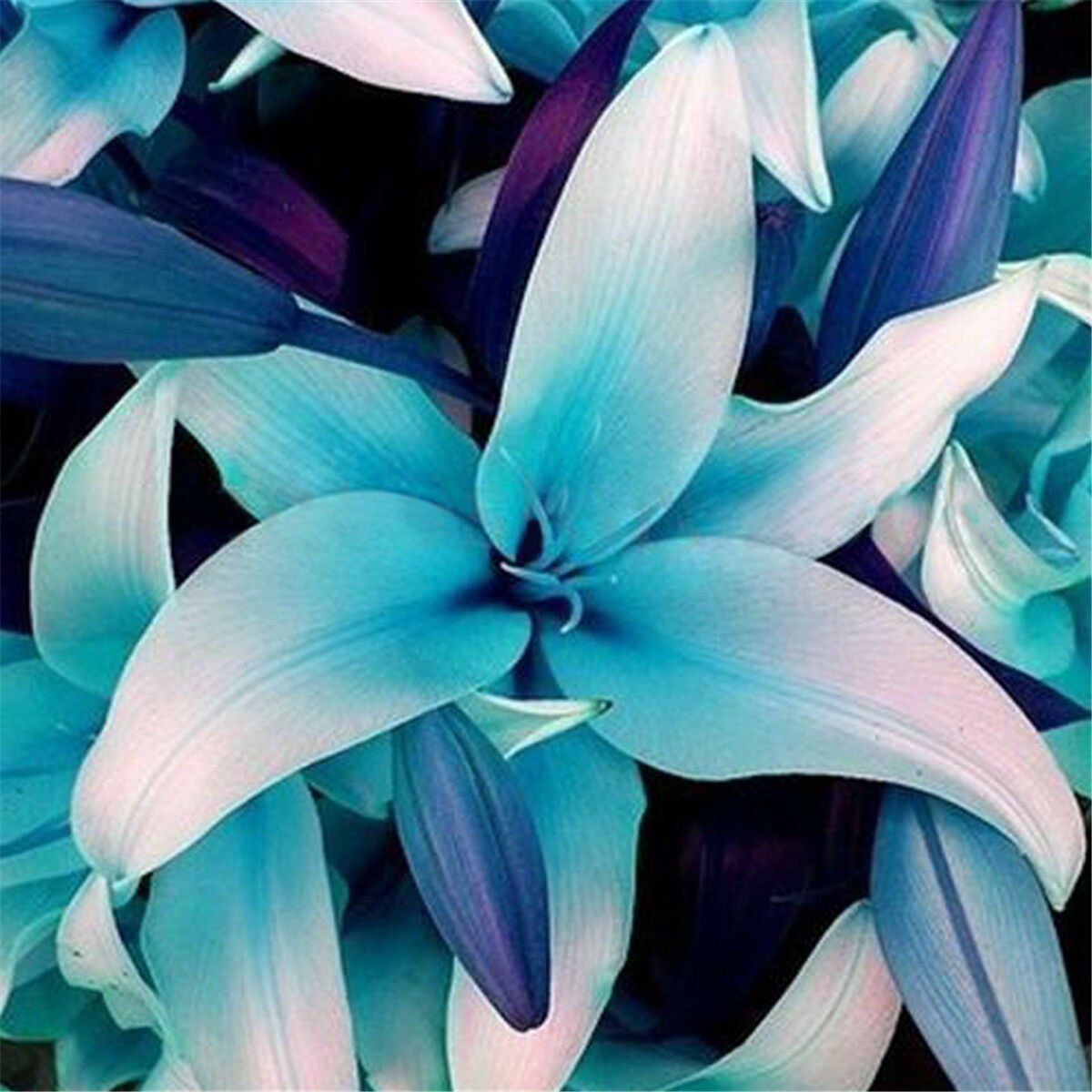 50pcs Blue Rare Lily Bulbs Seeds Planting Flower Lilium Perfume Garden Deco...