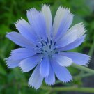 chicory, BLUE BEAUTY flower, COFFEE SUBST, 1000 seeds! GroCo buy US USA