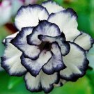4 Black White Desert Rose Seeds Adenium Obesum Flower Perennial Exotic Seed 220