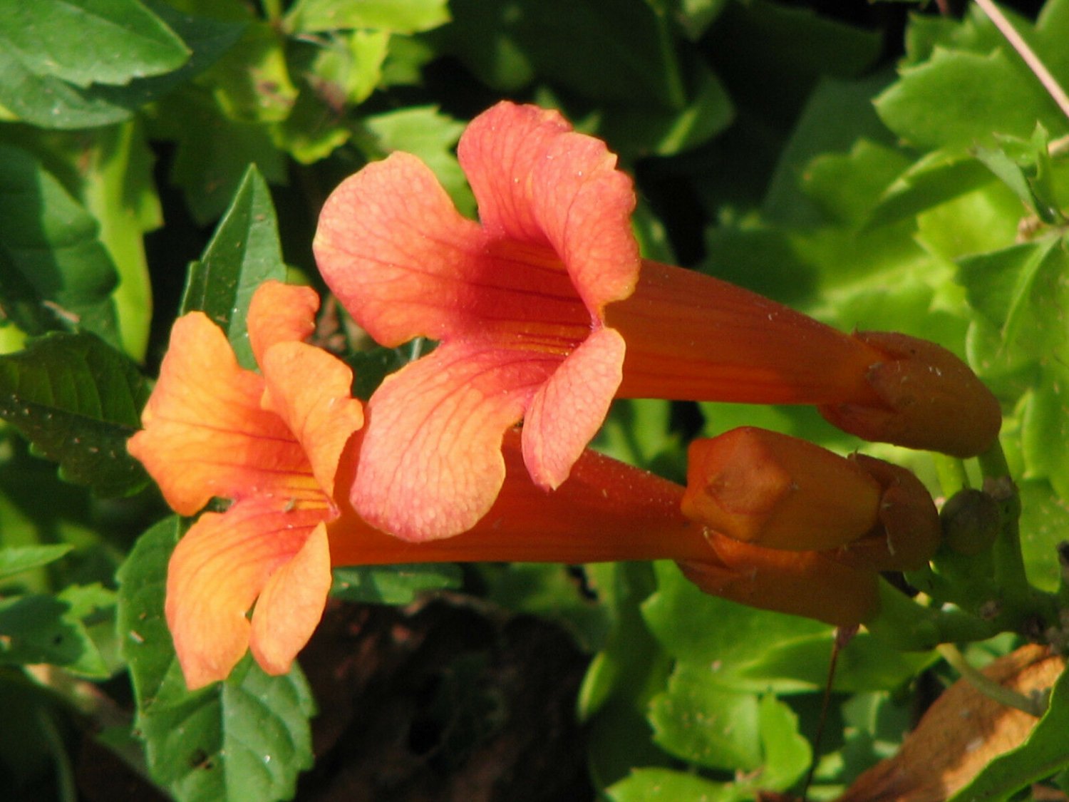 Труба с цветами. Campsis radicans Crimson Trumpet. Yellow Hummingbird Trumpet. Цветок deal. Оранжевый Vines.