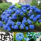 30Pc Beautiful Garden Potted Blue Hydrangea Flower Seed Flower Plant Rare Seeds