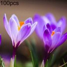 HD_ 100Pcs Saffron Crocus Sativus Bulbs Seeds Plant Home Garden Bonsai Flower De