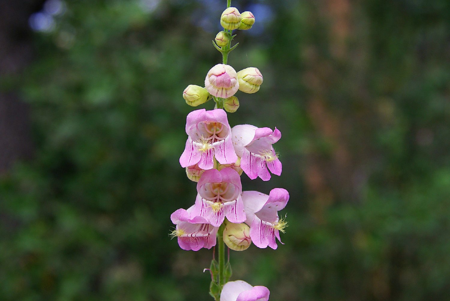 penstemon, PALMER, pink flower, perennial, DROUGHT TOLERANT, 55 seeds!*