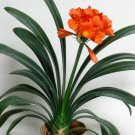 100Pcs Bonsai Clivia Flower Seeds Rare 5 Kinds Flowers Potted Clean Air Home