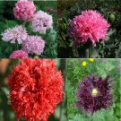Terry Mix Poppy Flower Seeds from Ukraine