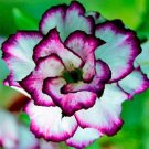 4 Black Purple White Desert Rose Seeds Adenium Obesum Flower Perennial 277
