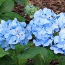 5 Blue Hydrangea Seeds Perennial Hardy Garden Shrub Bloom Flower Seed Bloom 378