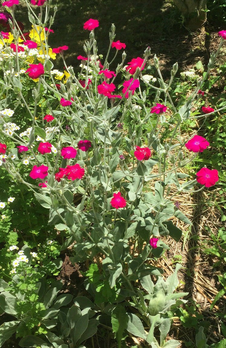 Rose Campion 300+ Fresh 2020 Seeds Magenta Flower Silver Foliage Perennial