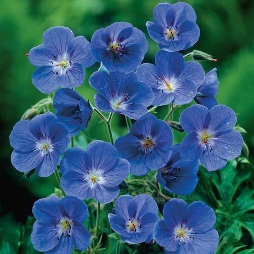 10 Blue Geranium Seeds Perennial Flower Seed Bloom Flowers 207 US SELLER