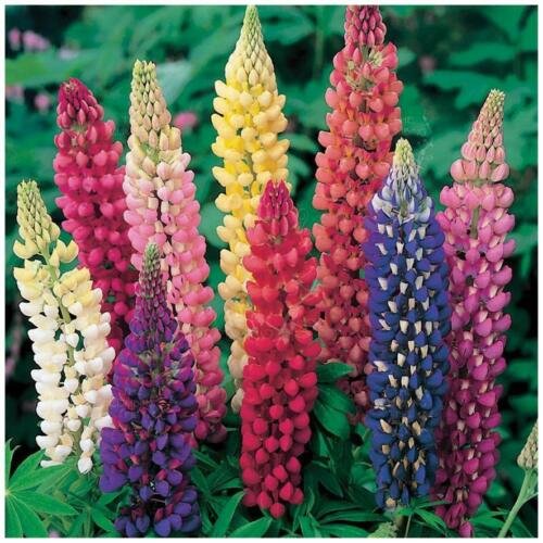 25 Giants Mix Lupine Seeds Flower Perennial Flowers Seed 425 US SELLER