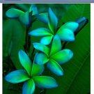 5 Blue Green Plumeria Seeds Plants Flower Lei Hawaiian Perennial Bloom Seed 196
